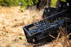 Vintage 2016 in McLaren Vale