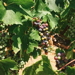 Veraison in The Vale